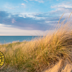 Volunteers Wanted for Dune Day Grass Planting Day at TOBAY Beach