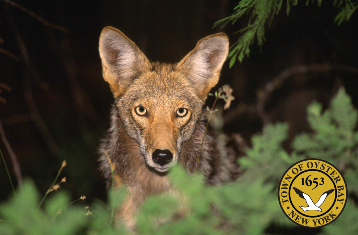 Town and Nassau SPCA Issue Coyote Safety and Behavior Tips after Recent Sightings