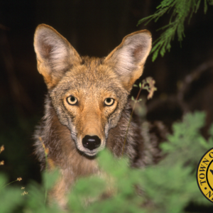 Town and Nassau SPCA Issue Coyote Safety and Behavior Tips after Recent Sightings
