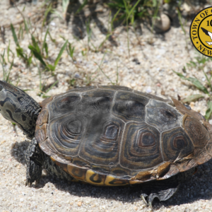 Town and Friends of the Bay to Host Terrapin Monitoring and Beach Cleanup June 26th