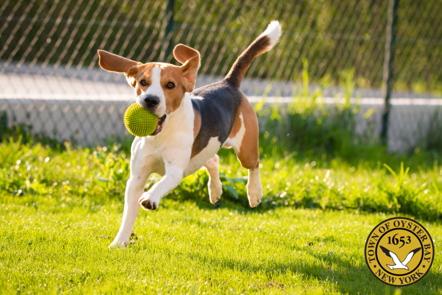 DogFest Long Island Coming Soon to Town Park Town of Oyster Bay