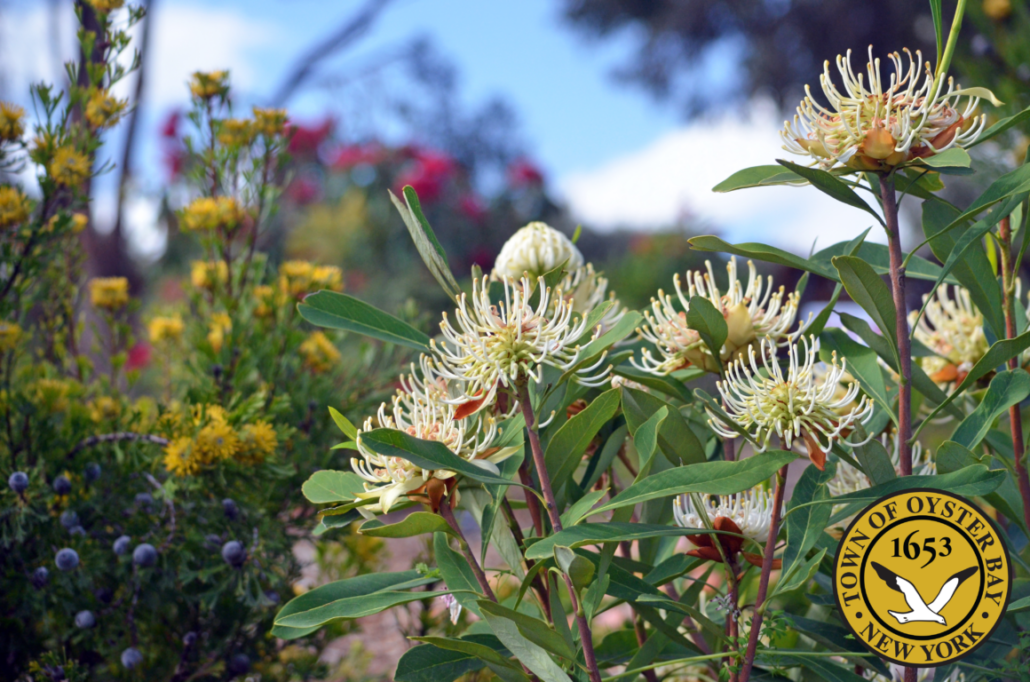 Town Seeks Volunteers for Rain Garden Party at Western Waterfront