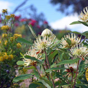 Town Seeks Volunteers for Rain Garden Party at Western Waterfront