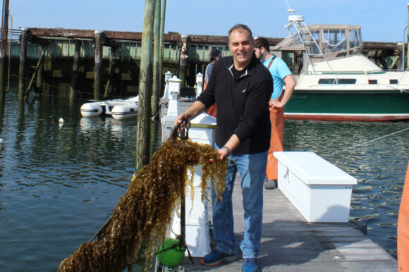 Town & Environmental Partners Harvest Kelp from Local Waterways