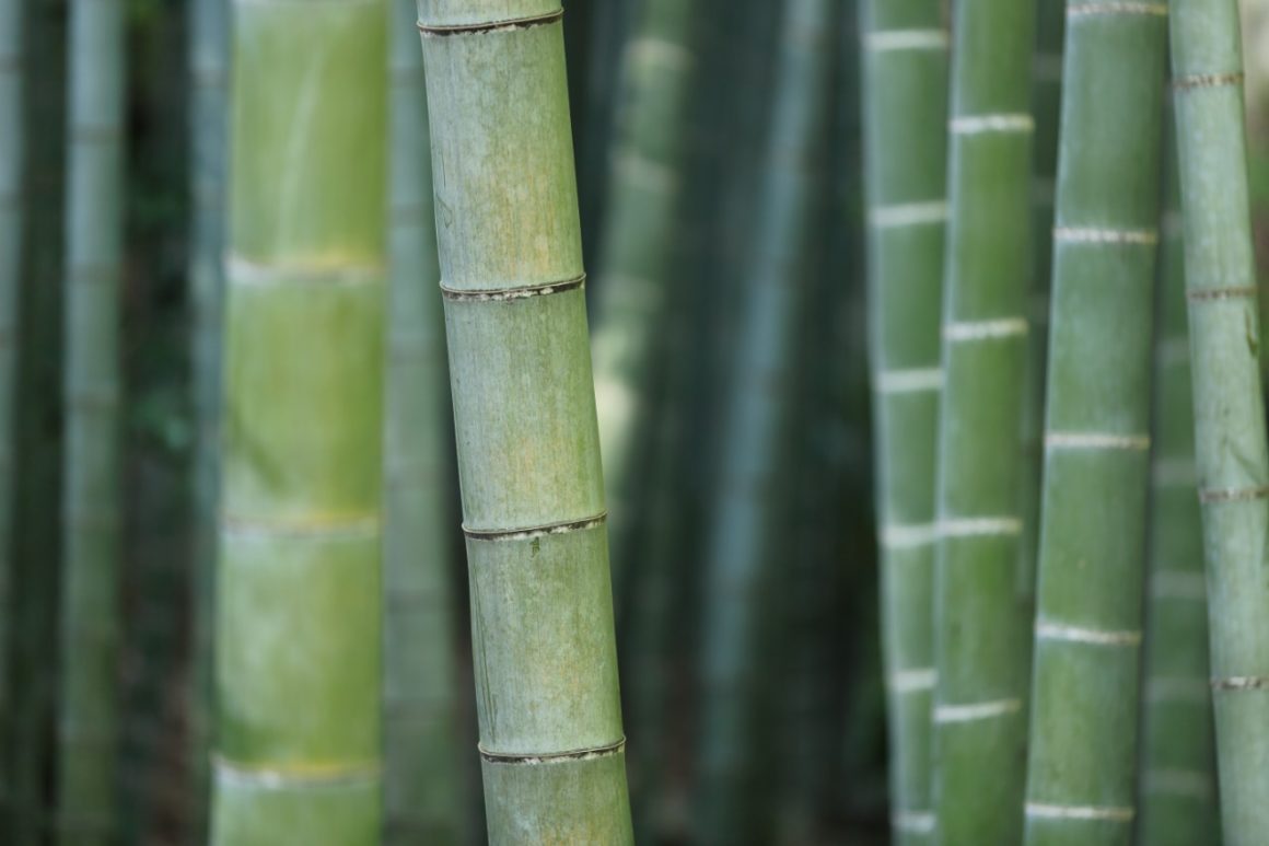 Saladino, Town Board Pass Law to Restrict Invasive Bamboo