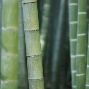 Saladino, Town Board Pass Law to Restrict Invasive Bamboo