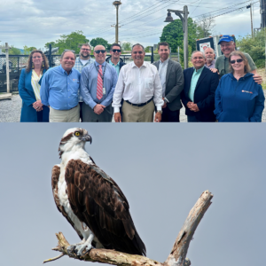 Town & PSEG Long Island Team up to Save Protected Species in Oyster Bay