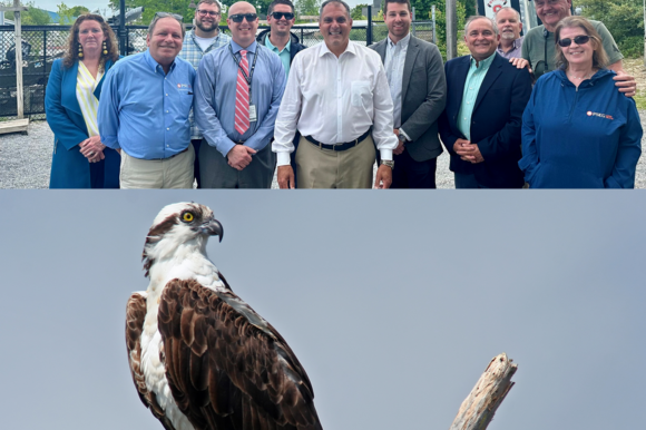 Town & PSEG Long Island Team up to Save Protected Species in Oyster Bay