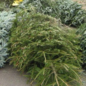 Saladino Announces Christmas Tree Drop-Off Locations